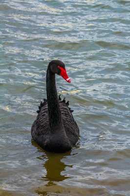 Black swan