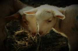 La douceur des agneaux ...