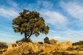 dôle d'endroit pour un arbre