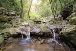 Ruissellement en sous-bois