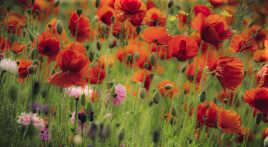 Coquelicots