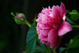 Face à face au jardin