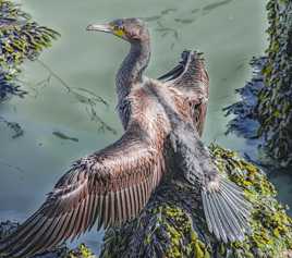 GARDE à VOUS !!!....
