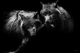 Loups blancs