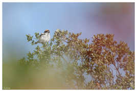 Pie.grièche.a.tête.rousse mâle