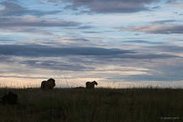 Crépuscule des lions
