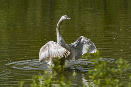 Cygne juvénile