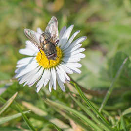 Mouche de classe...