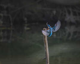 Je vais me régaler...