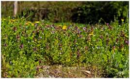 Journée Printanière