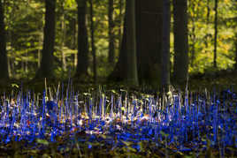 La forêt bleue 2