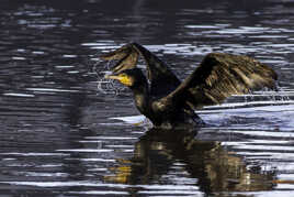 Un excellent chasseur sous-marin, ce Cormoran !