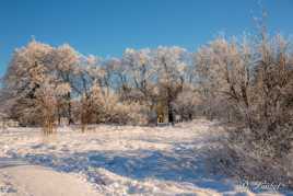 La Fagne sous la neige. 10