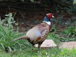 tenue de séduction?