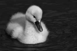 Cygnaux de tendresse...