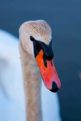 cygne