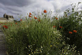 Cet été en bordure de route