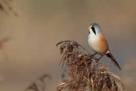 Panure à moustaches - Panurus biarmicus