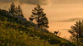 Comme la fin d"un songe d'une nuit d'été
