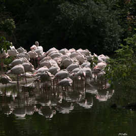 Flamands au repos