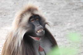 top mon nouveau dentier