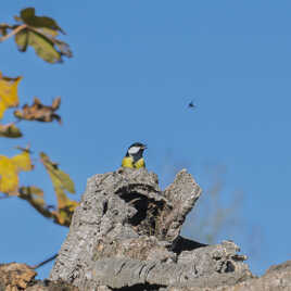 L'aura, l'aura pas ?