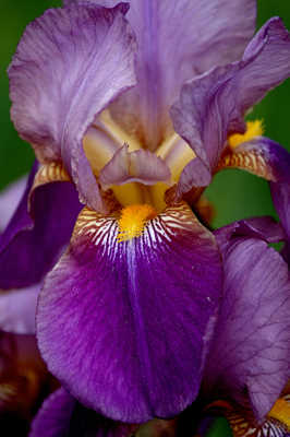 Iris