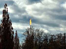 L arbre à flammes