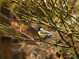 Mésanges de mon jardin5