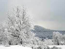 L'arbre qui masque le suc