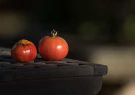 Tomates de fin d'été