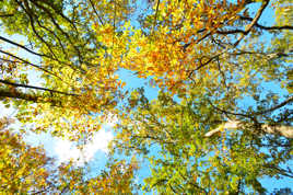 Ciel d'Automne pour Charly