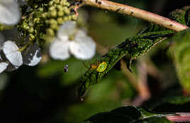 3 fourmi attention piège araignée