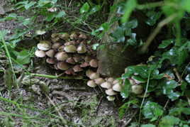 ou sont les schtroumphs