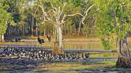 Les pattes dans l'eau 2 (magpie gooses)