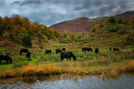 Troupeau de Mérens en fin d'estive
