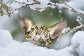 Du rififi chez les tarins !!