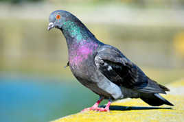 Pigeon