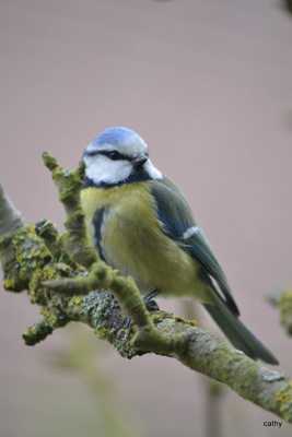 la belle bleue