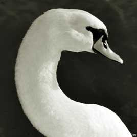Profil de cygne