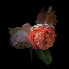 Et rose, elle a vécue...