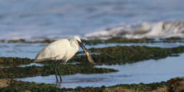 Aigrette Garzette