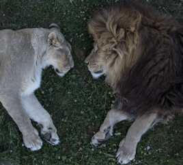 petite sieste au soleil