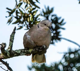 C'est encore moi !!!
