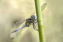 Orthetrum reticule