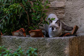 En plein jardinage!...
