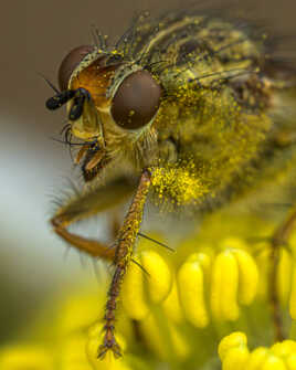 Scatophage du fumier