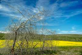 Printemps flamboyant sur le causse