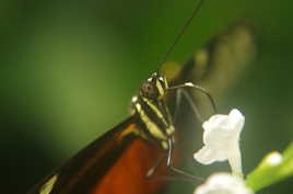 Papillon