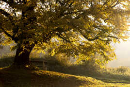 arbre du jardinet